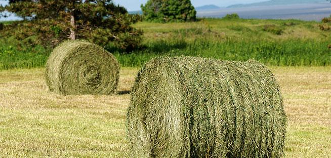 Two large, cylindrical hay bales sit in a sunny field of grass.