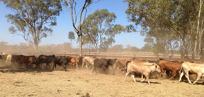 Cattle being herded in a dusty, dry Australian outback field.