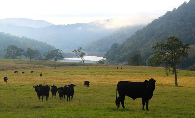 Black cattle grazing in a foggy green valley with a lake and mountains.